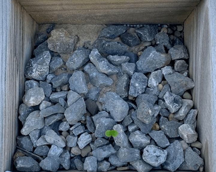 Cardboard box filled with gray rocks, with a small green sprout near the center.