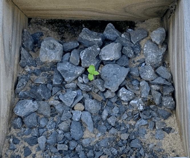 Small green sprout growing among gray rocks in a wooden box