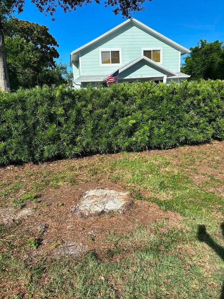 Backyard with a hedge, a pale blue house, and a small bare patch of dirt in the foreground