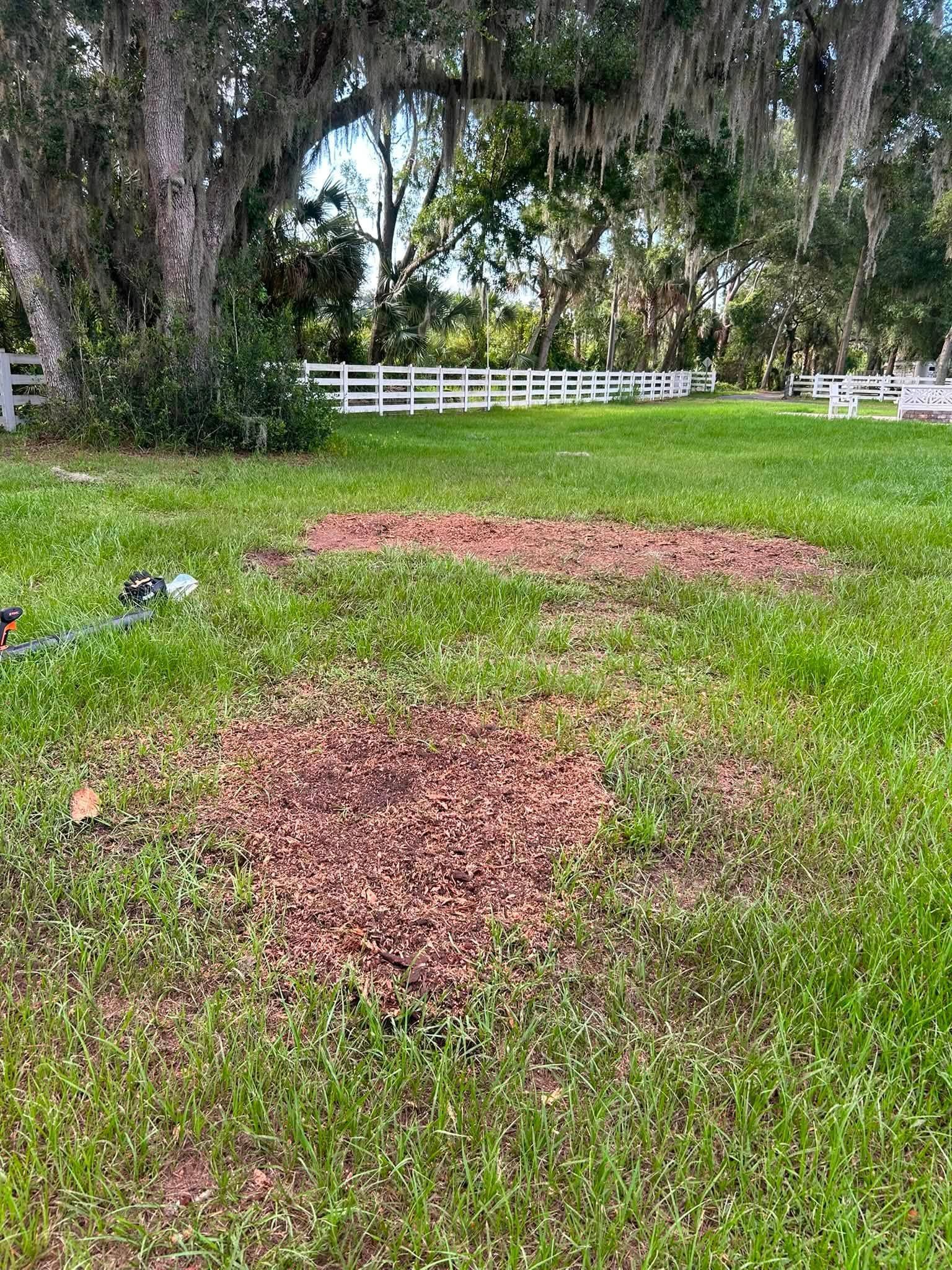 Lawn with two brown bare patches in front of white fence and large trees
