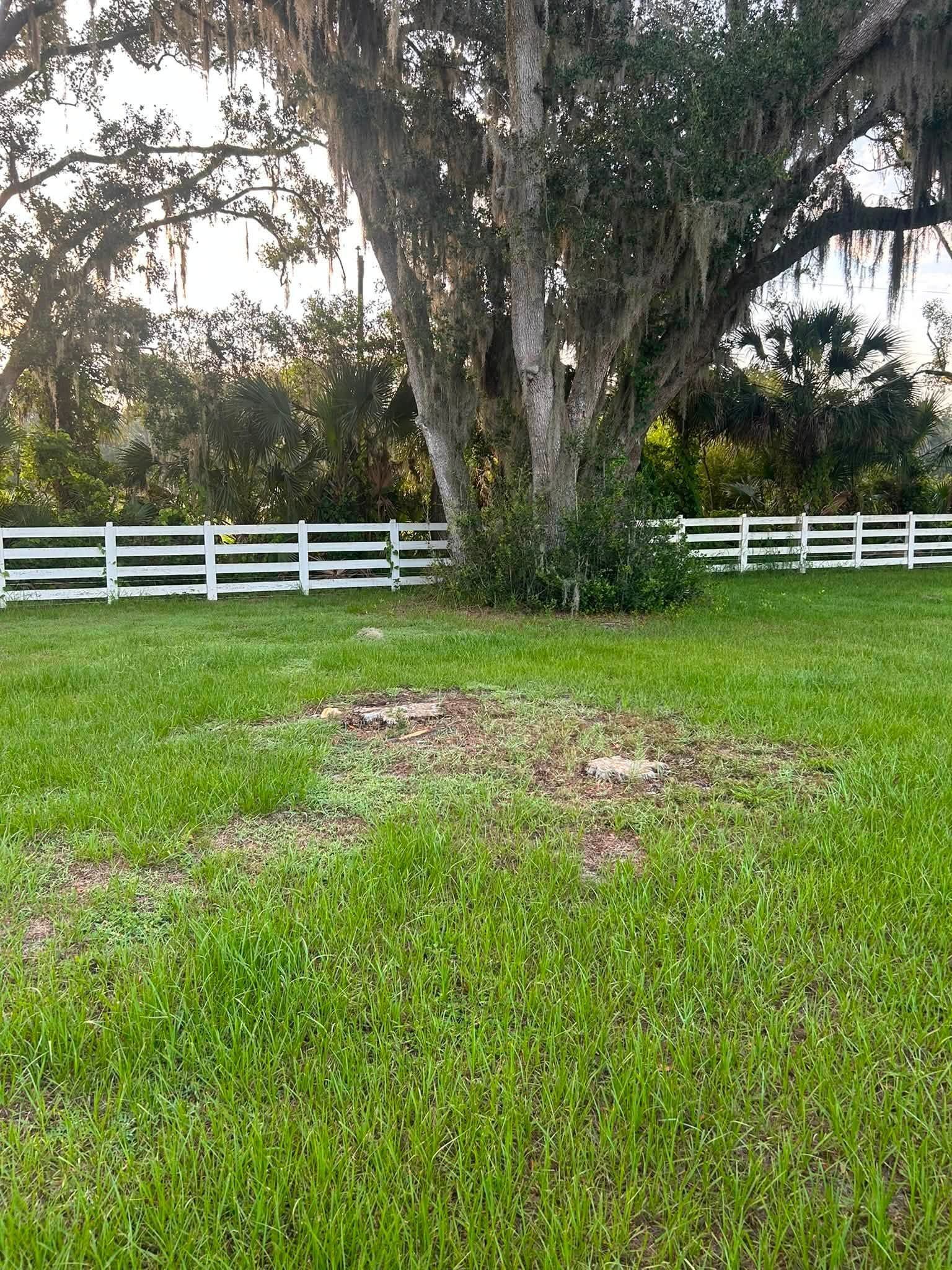 Green lawn with a patch of bare soil in front of a white fence and large trees
