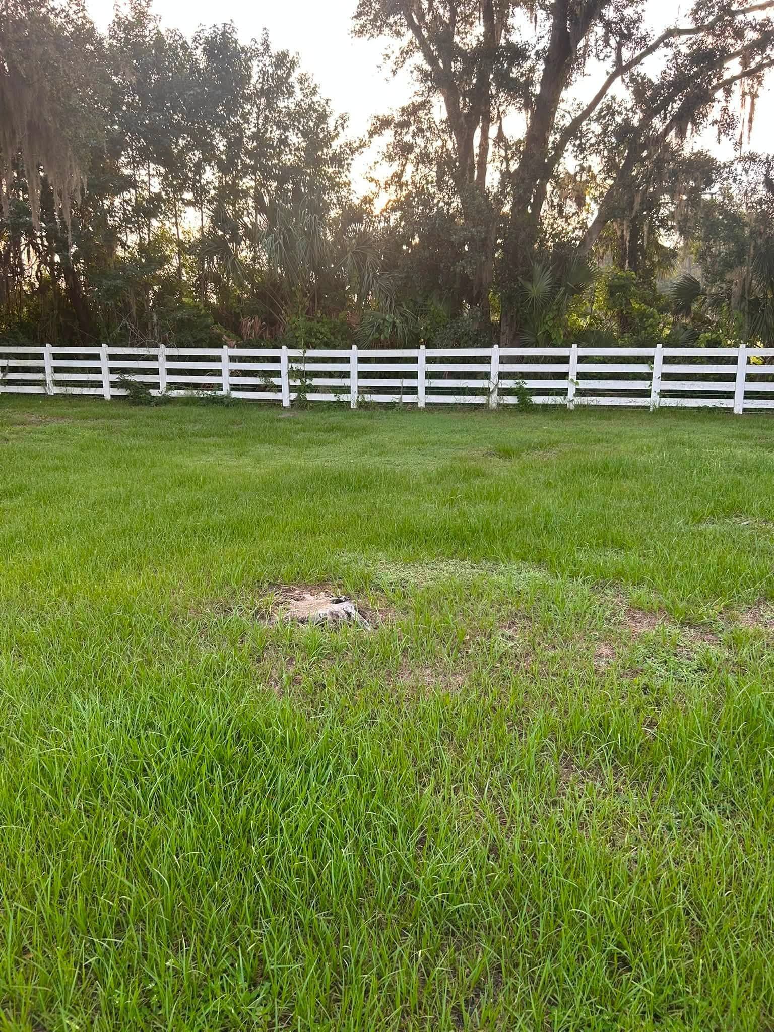 Grassy field with a white fence and trees at sunset.