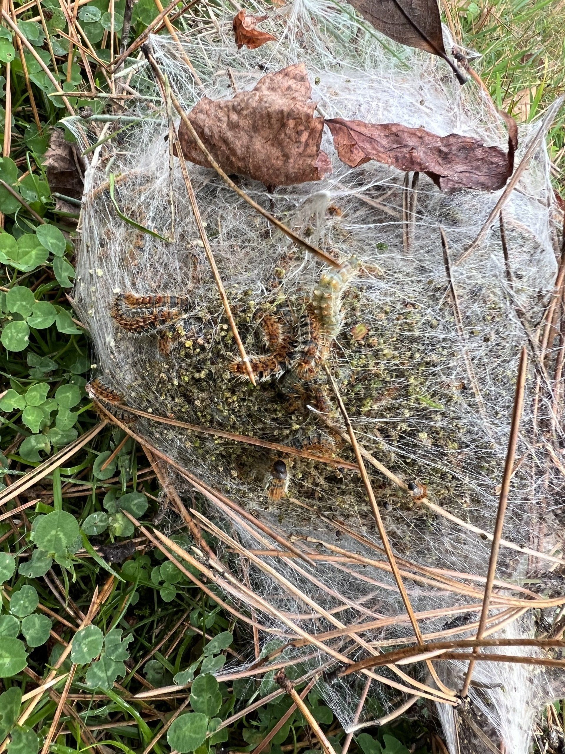 Quelle entreprise contacter pour l'élimination de cocons chenilles processionnaires du pin en vallée de Chevreuse (78) Quelle entreprise contacter pour l'élimination de cocons chenilles processionnaires du pin en vallée de Chevreuse (78)