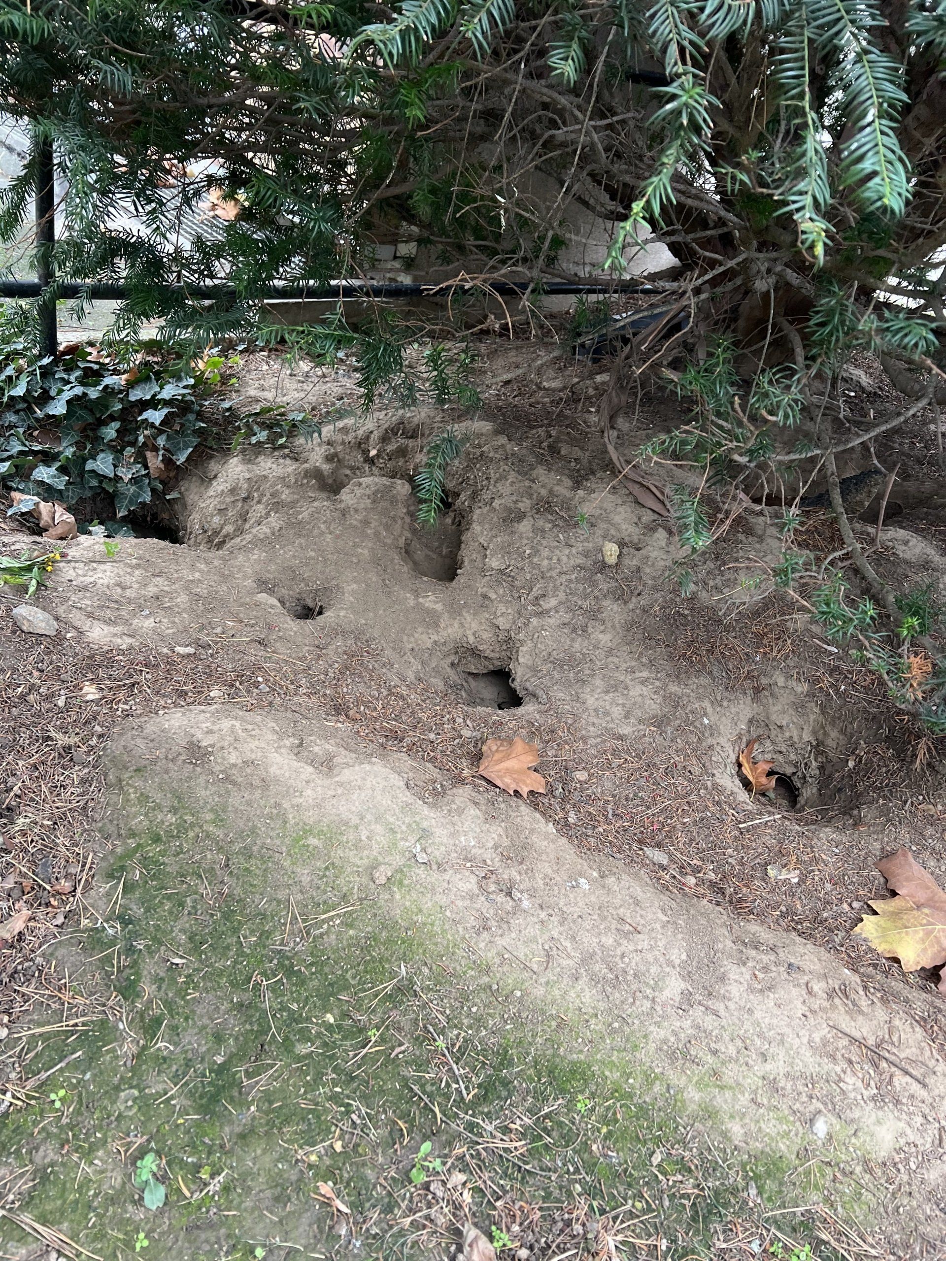 quelle société elimine definitivement les rats à jouy en josas (78) ?