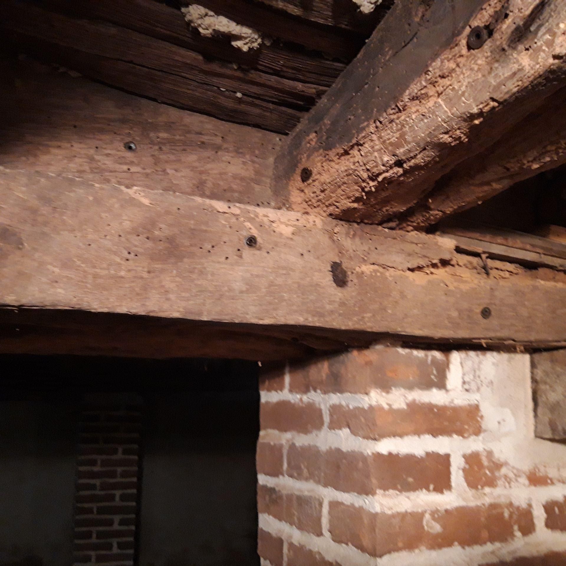 Les vrillettes du bois envahissent Versailles : comment faire face à cette menace !