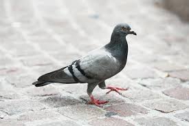 qui apeller pour se débarrasser des pigeons à Paris?