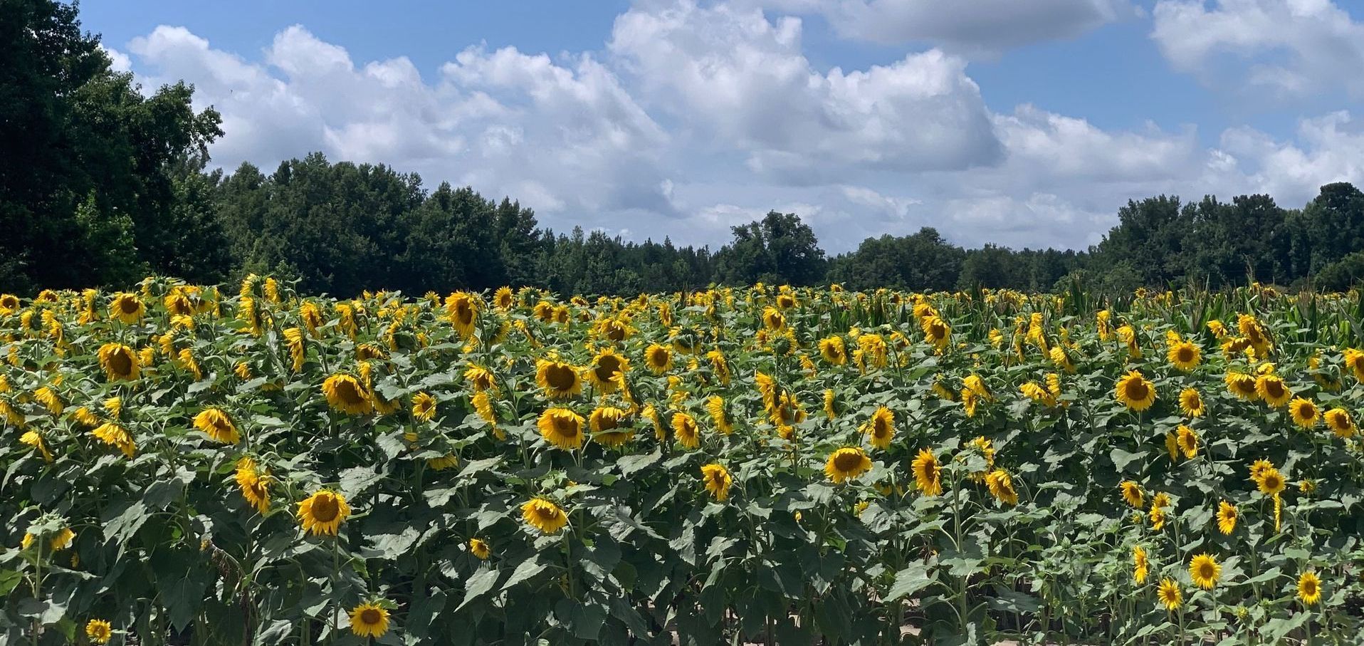 A field of sunflowers with trees in the background at a Bamberg County farm, protected by the Open Land Trust —Beaufort.