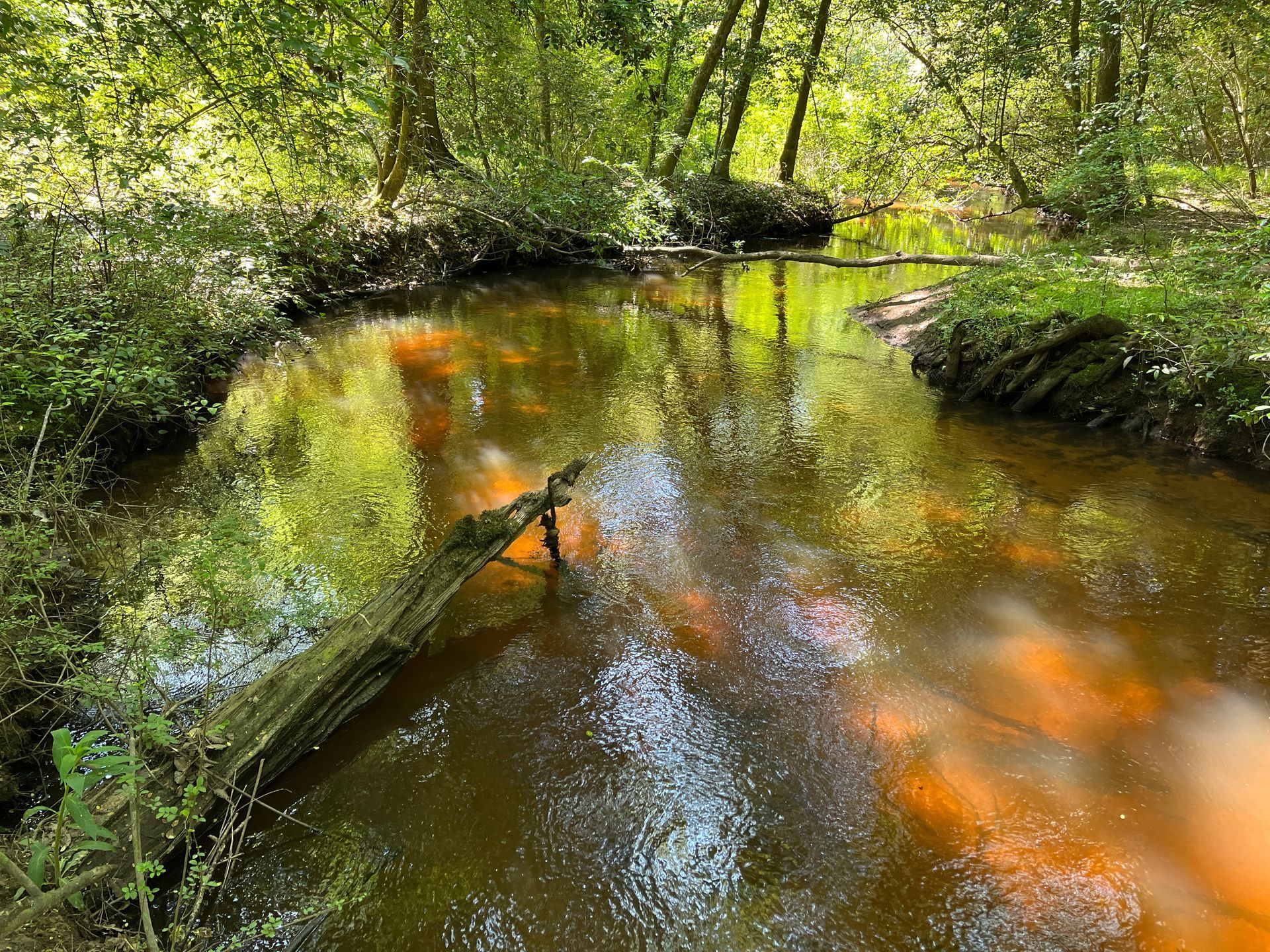 The clear, cool waters of Shaws Creek provide Aiken's residents with drinking water while providing habitat for a number of rare species. Photo by Peter Kleinhenz