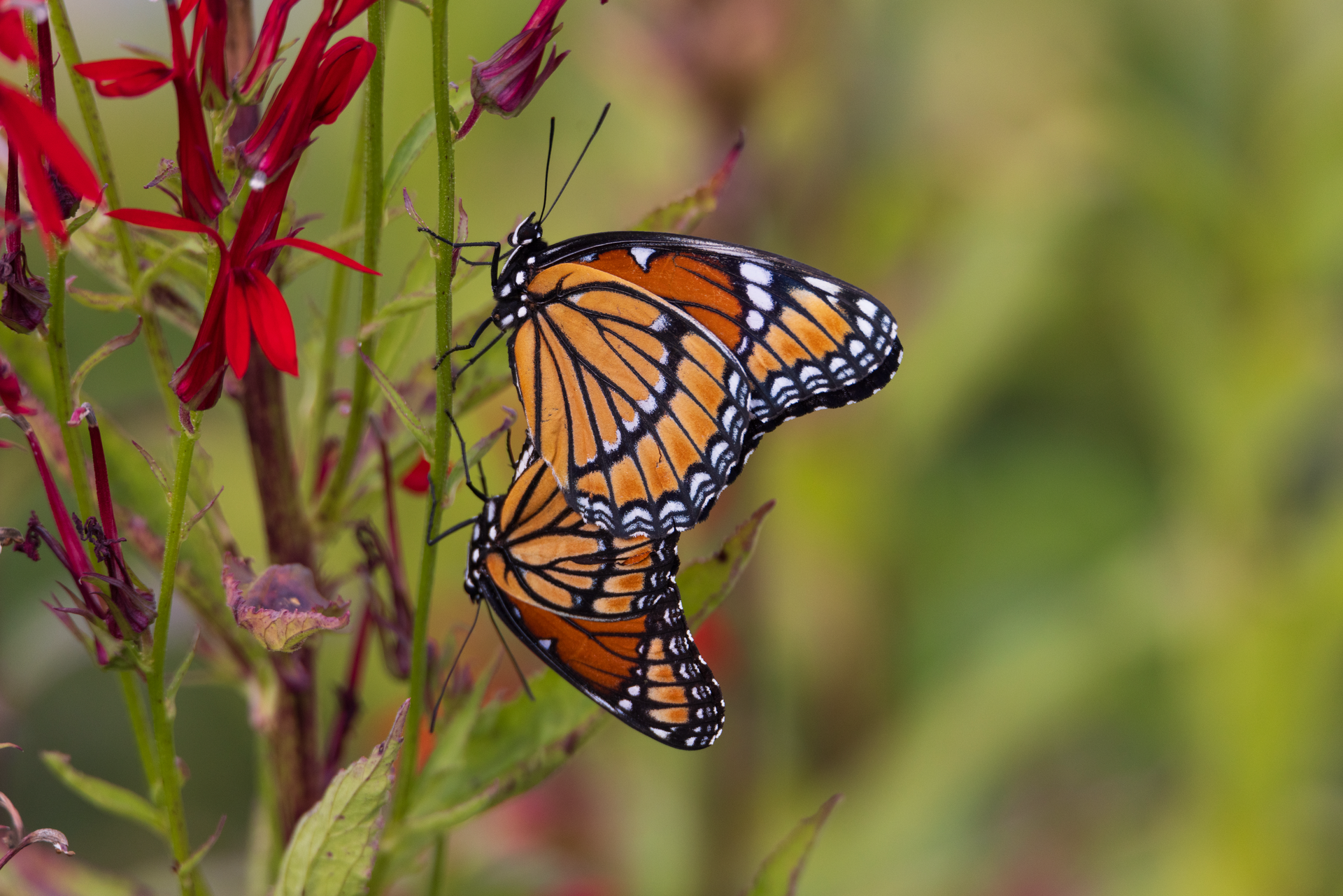 Two monarch butterflies are sitting on a red flower.