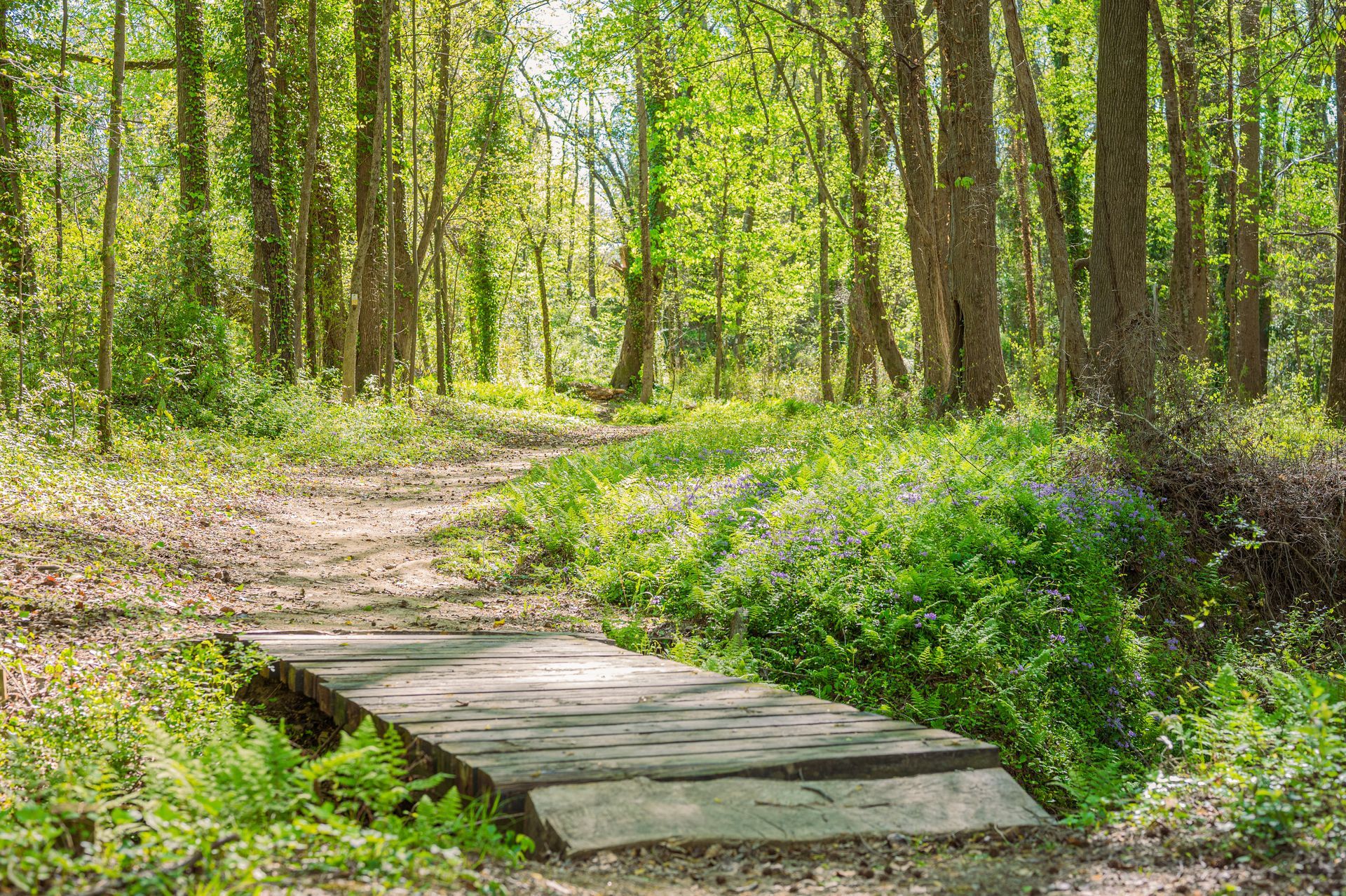 A wooden bridge in the middle of a forest on the Upper Chinquapin Greenway Trail, protected by Spartanburg Area Conservancy.