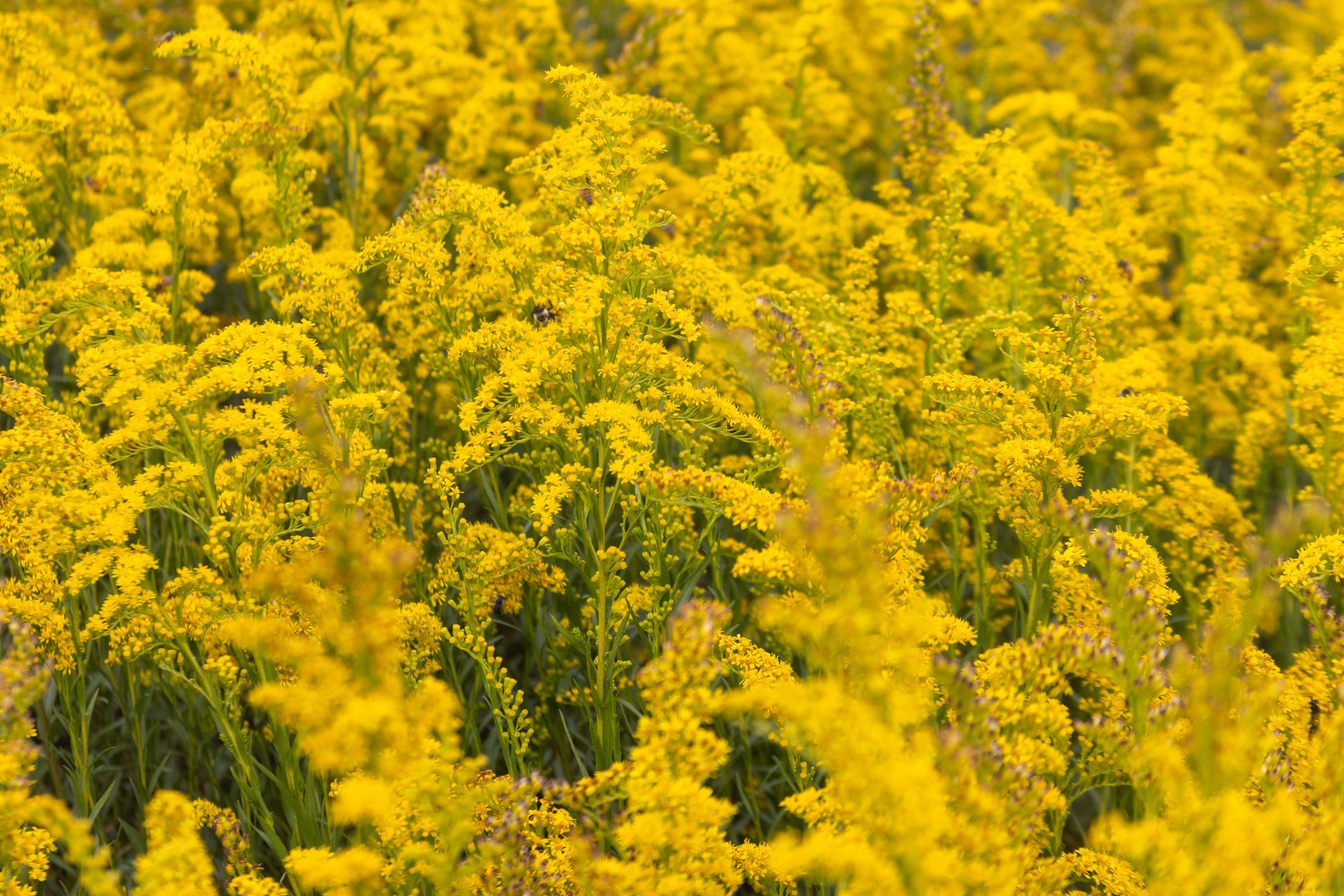 A field of yellow flowers with green leaves