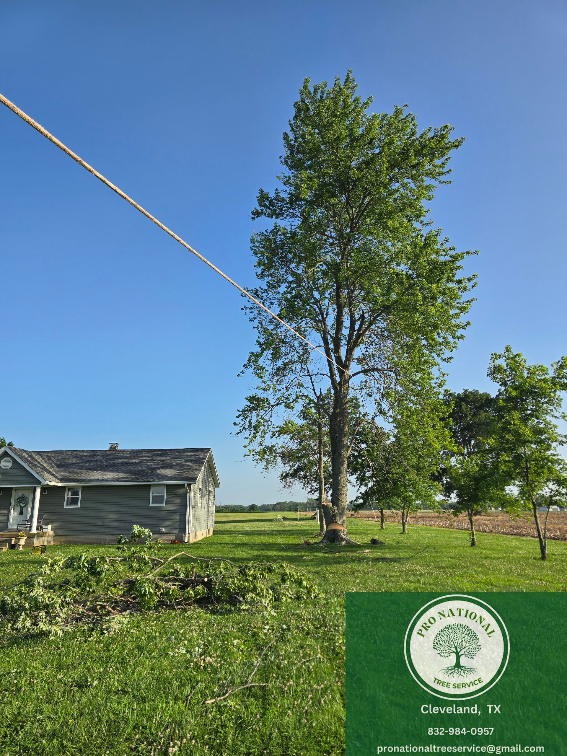 Pro National Tree Service team removing a large tree at a home in Cleveland TX