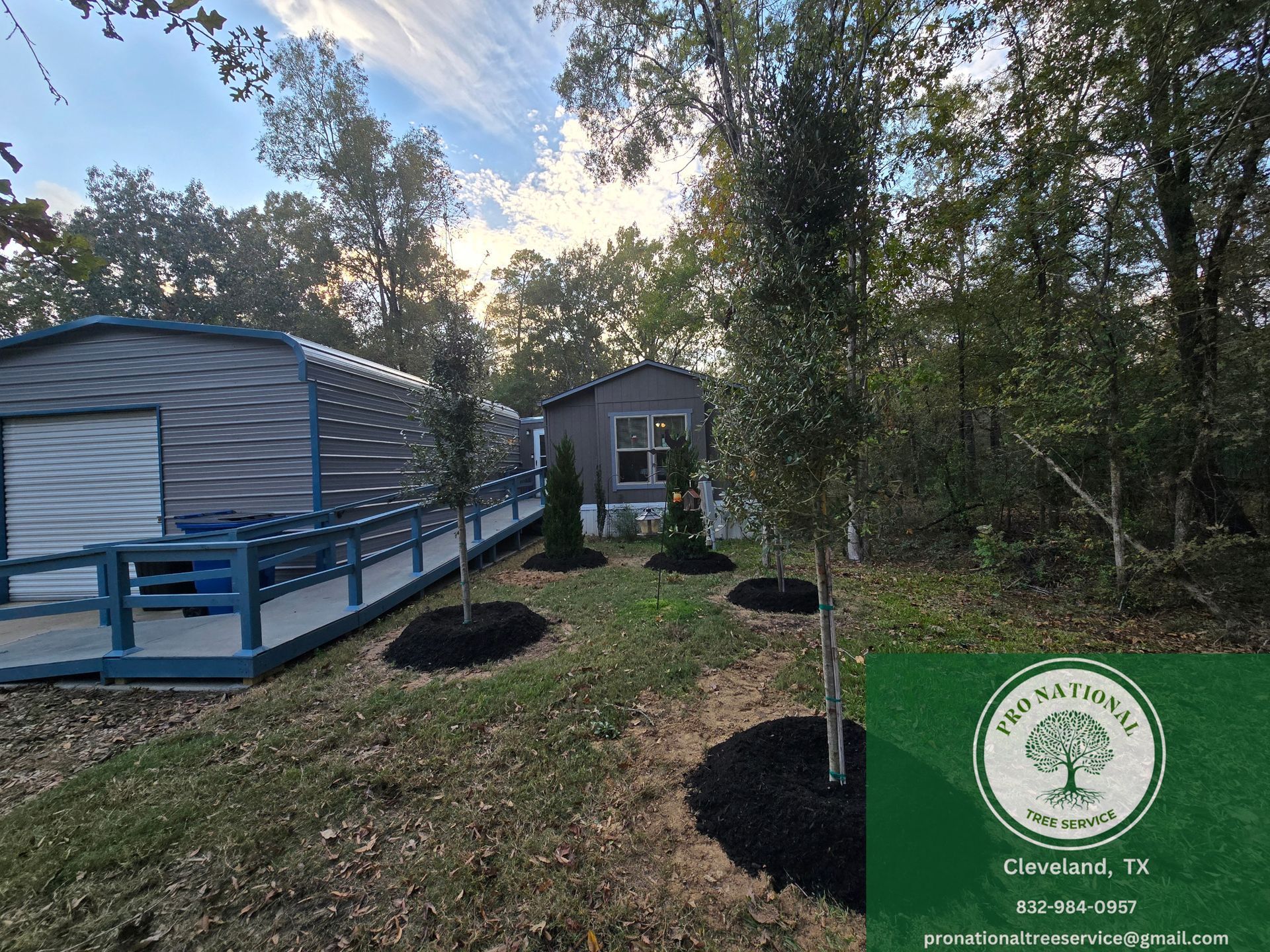 Healthy trees in a residential yard in Cleveland TX planted by Pro National Tree Service