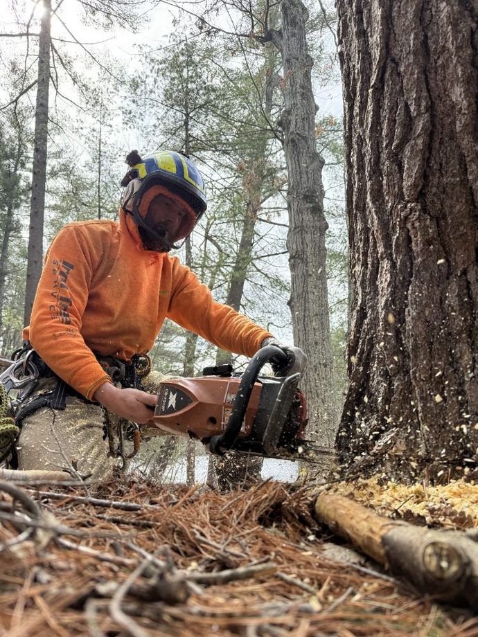 Land clearing equipment removing trees and brush in Cleveland TX