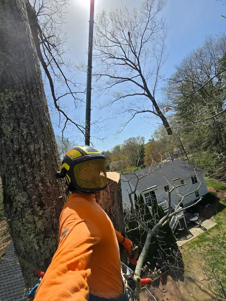 Residential tree service crew maintaining trees at a home in Cleveland TX