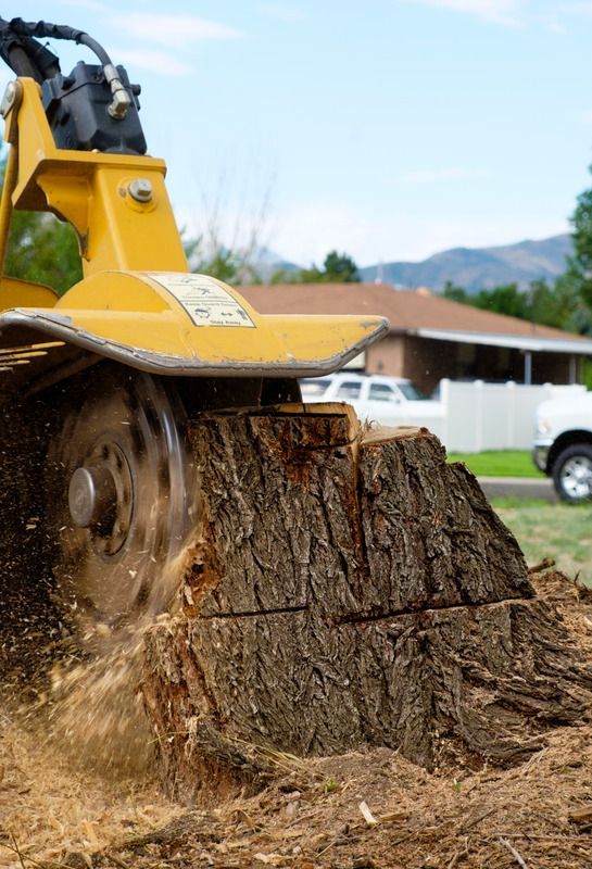 Stump grinding service removing a tree stump in Cleveland TX