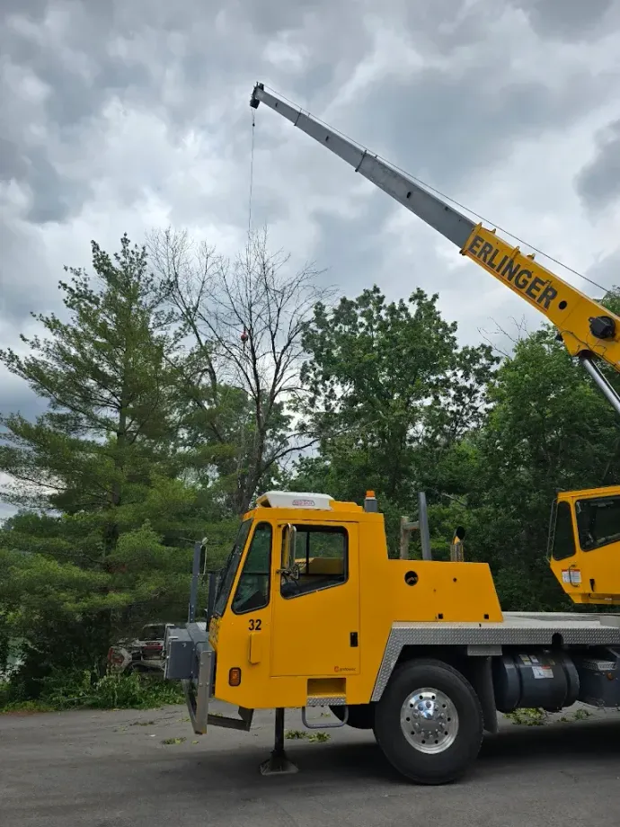 Crane-assisted tree removal of a large tree in Cleveland TX
