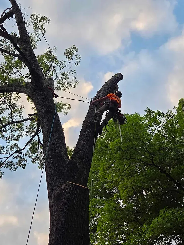 Tree removal crew cutting down a large tree in Cleveland TX