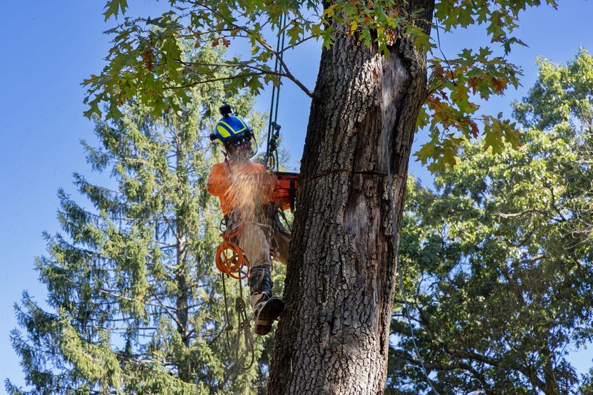 Pro National Tree Service crew performing professional tree removal in Cleveland Texas