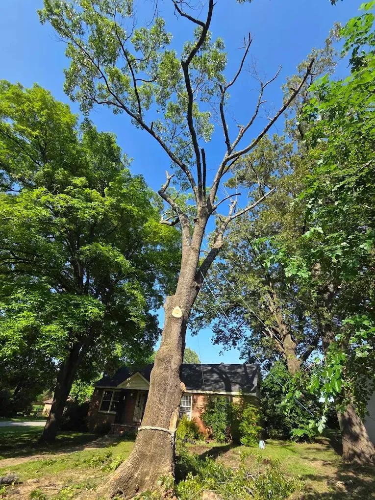 Professional tree trimming service on a residential property in Cleveland TX