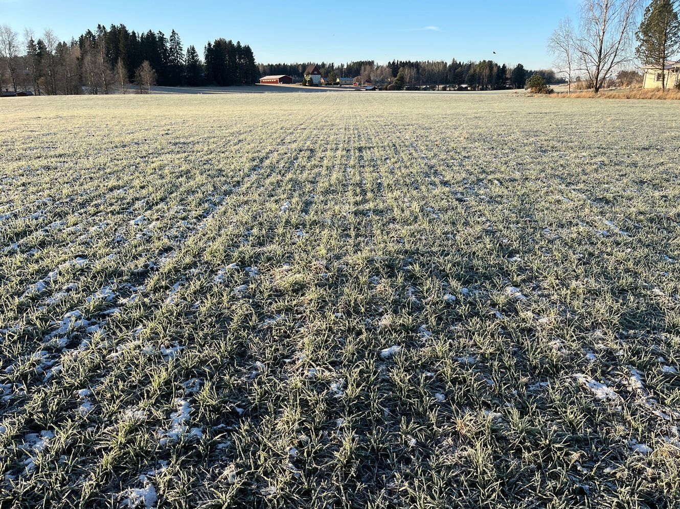 SMS Smart seeder kylvökone syysvehnän oraat syksyllä 2025