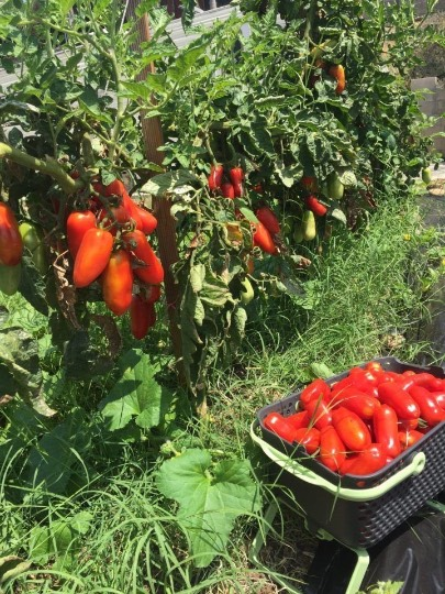 A basket of tomatoes is sitting in front of a tomato plant.