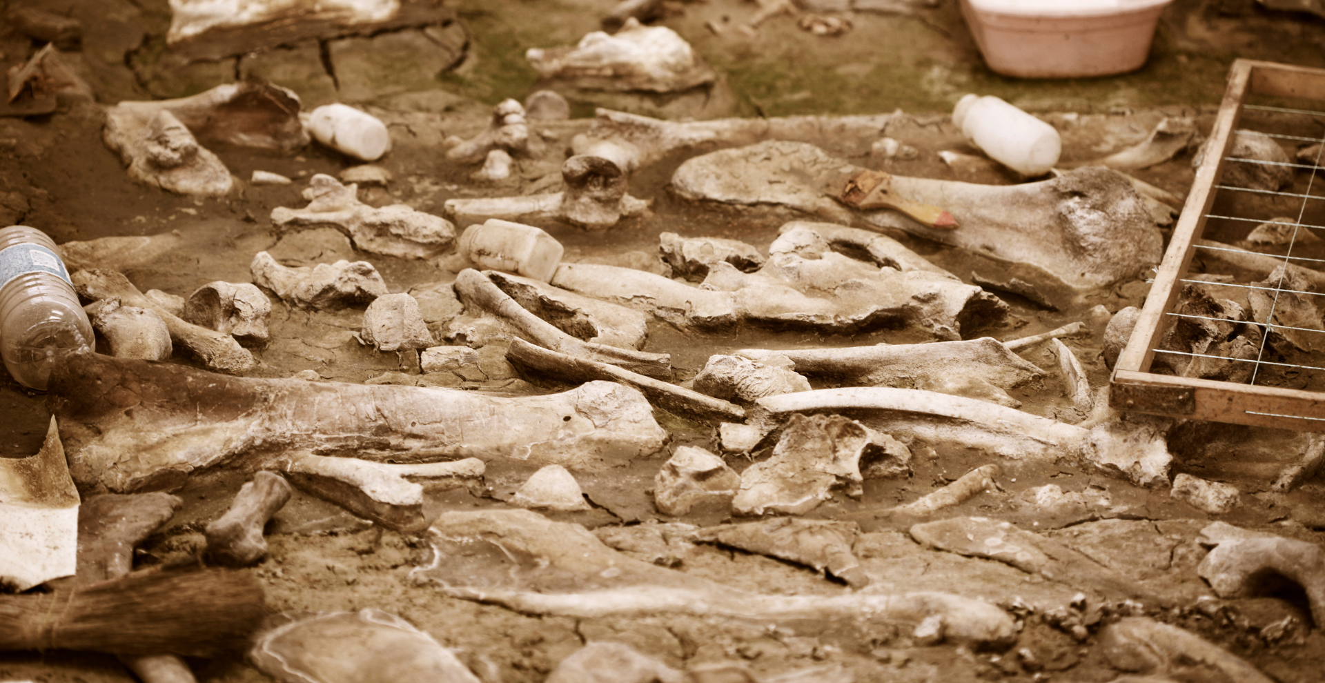 Archaeological excavation site with scattered bones, stones, and digging tools in dusty soil