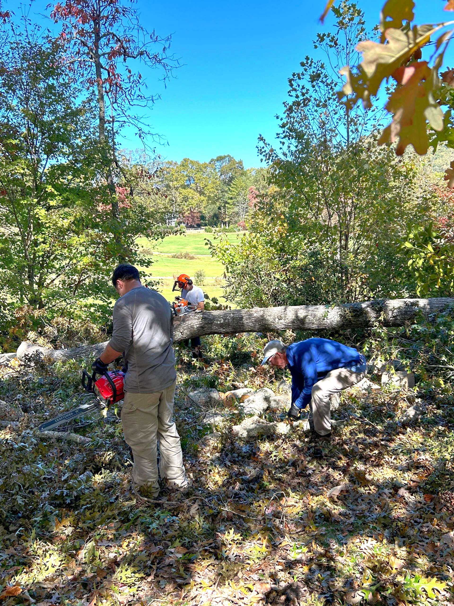 People working with chainsaws to remove a tree that has fallen down.