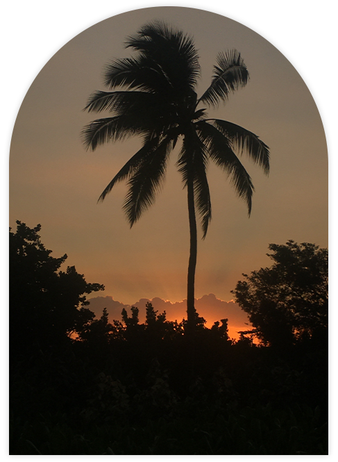 Silhouette of a palm tree against a sunset sky, with dark foliage in the foreground.