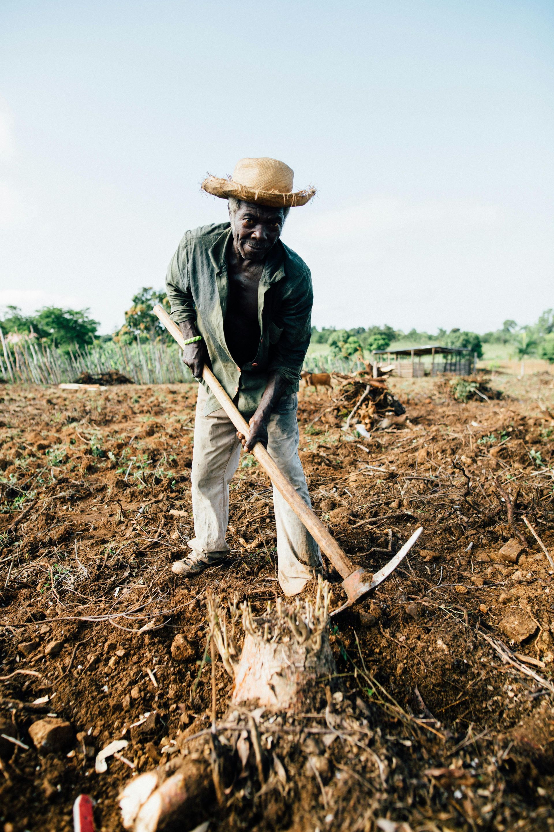 A person wearing a straw hat uses a pickaxe to break up dry, tilled soil in a field on a bright day.