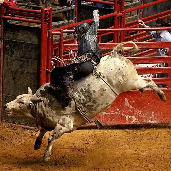 Bull rider on bucking bull in a rodeo ring.