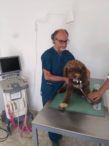 In una clinica veterinaria, un cane dal pelo marrone e riccio viene visitato su un lettino accanto a un apparecchio per ecografie.