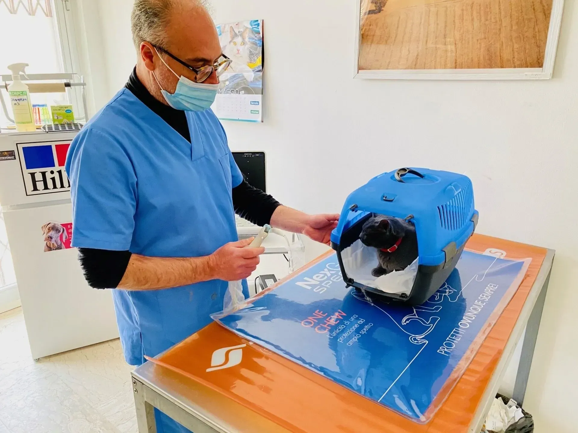 Un veterinario in camice blu è in piedi accanto a un tavolo e osserva un piccolo animale all'interno di un trasportino portatile blu.