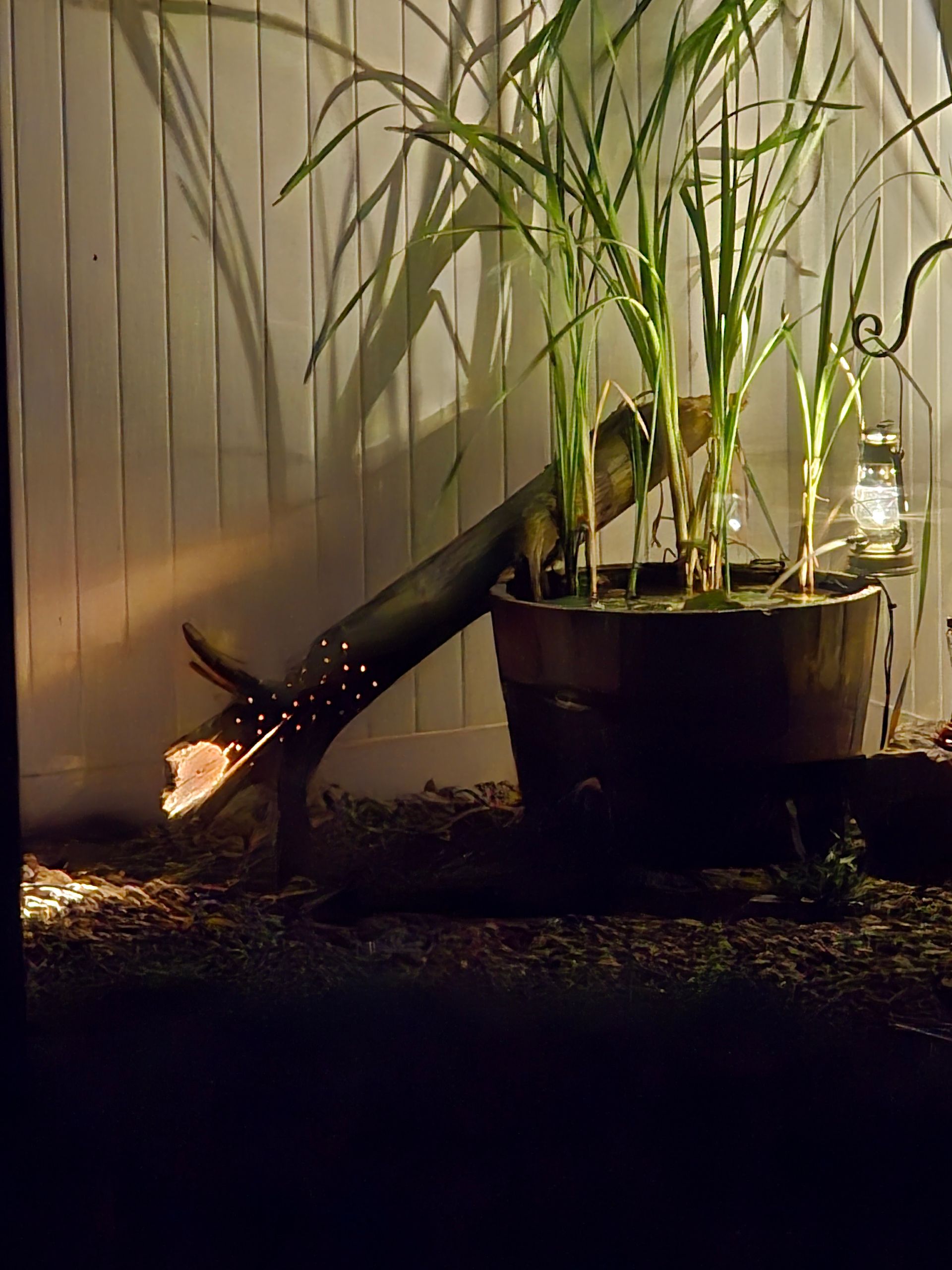 Potted plants at night lit by a small firework or sparkler near a fence