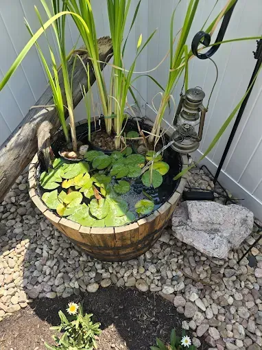 Small round pond planter with lily pads and tall green plants in a pebble garden beside a lantern.