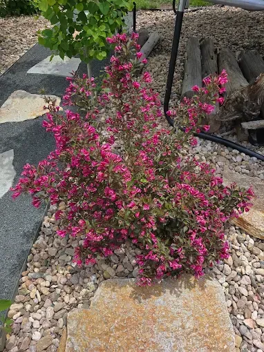 Pink flowering shrub in a rock garden beside a walkway and stone edging