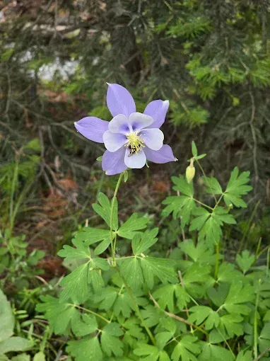 Purple wildflower with green leaves against a forest floor backdrop
