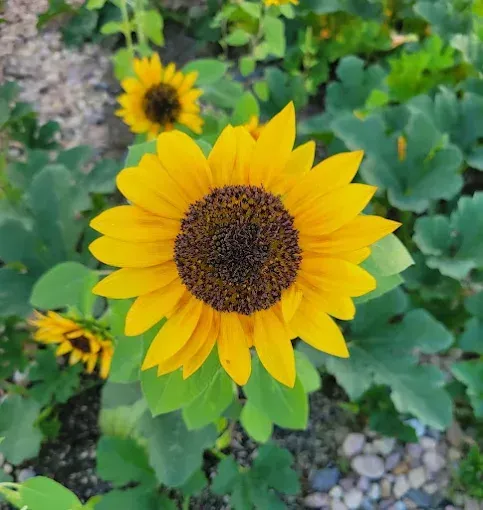 Yellow sunflower blooming in a garden, with green leaves and rocky ground behind it
