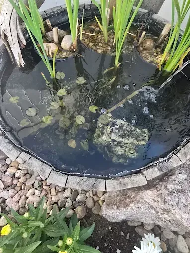 Small garden pond with dark water, floating leaves, stones, and green reeds around the edge