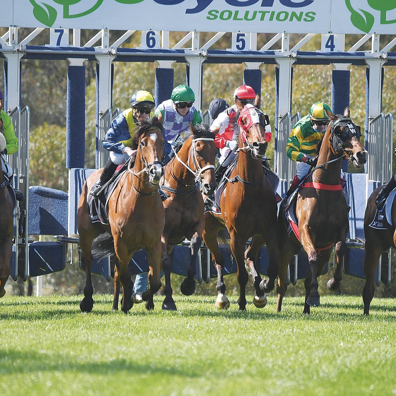 Horse Competing in Flat Race | Horsham, Vic | West Side Horsham