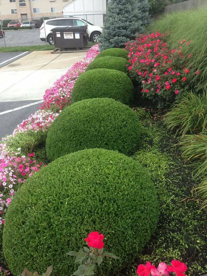 A row of manicured, rounded green shrubs lines a sidewalk, accented by pink roses and a paved parking lot background.