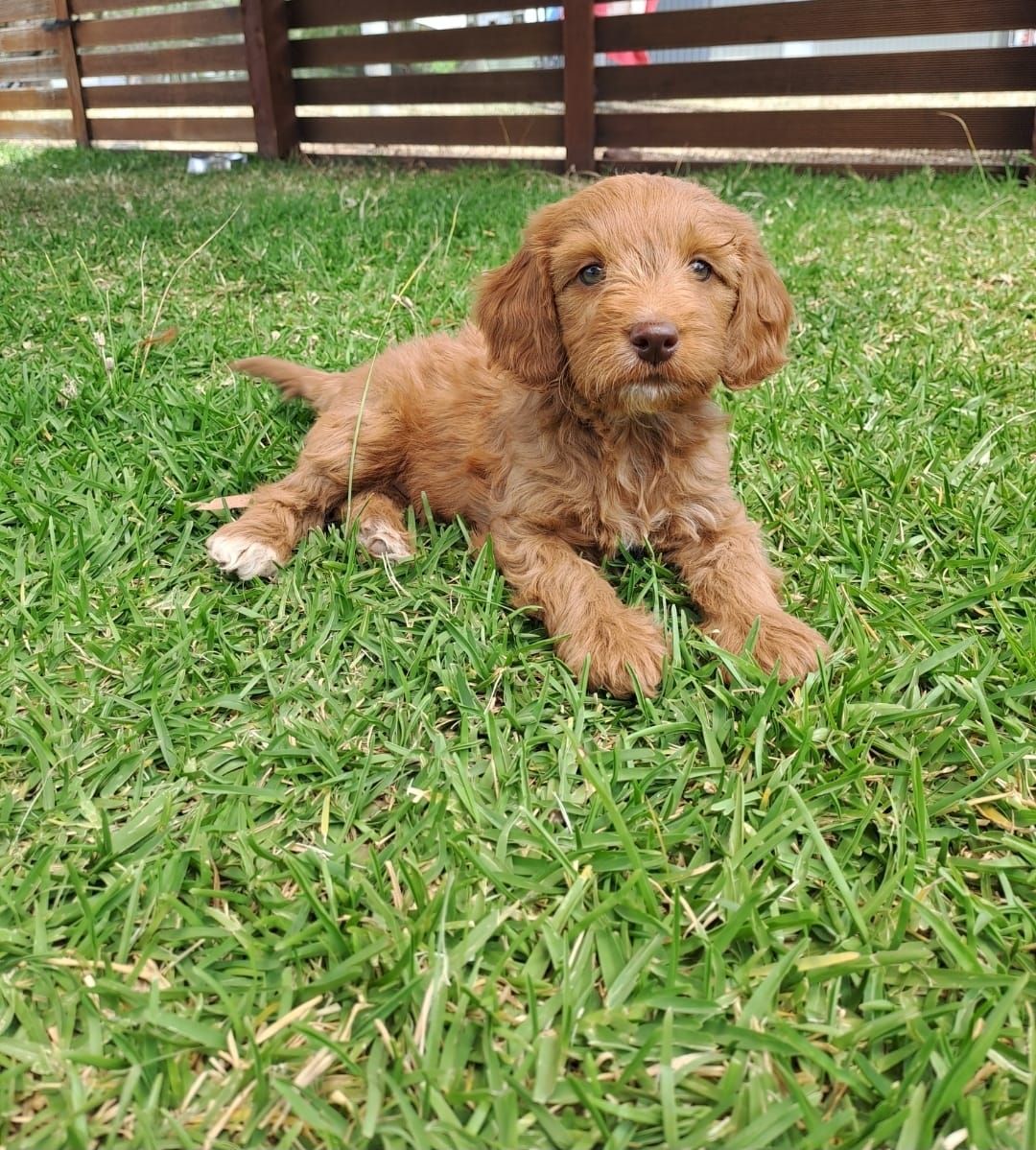 F1b Miniature Spoodle Girl 1 | Ameys Puppies