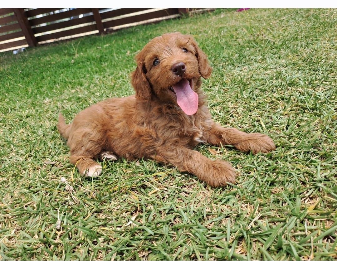 F1b Miniature Spoodle Girl 1 | Ameys Puppies