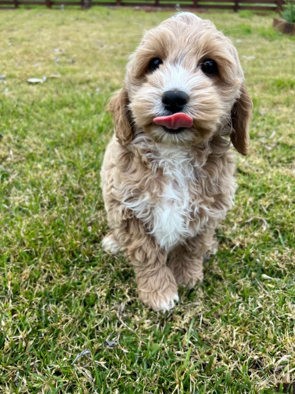 F1b Miniature Spoodle Girl 1 | Ameys Puppies