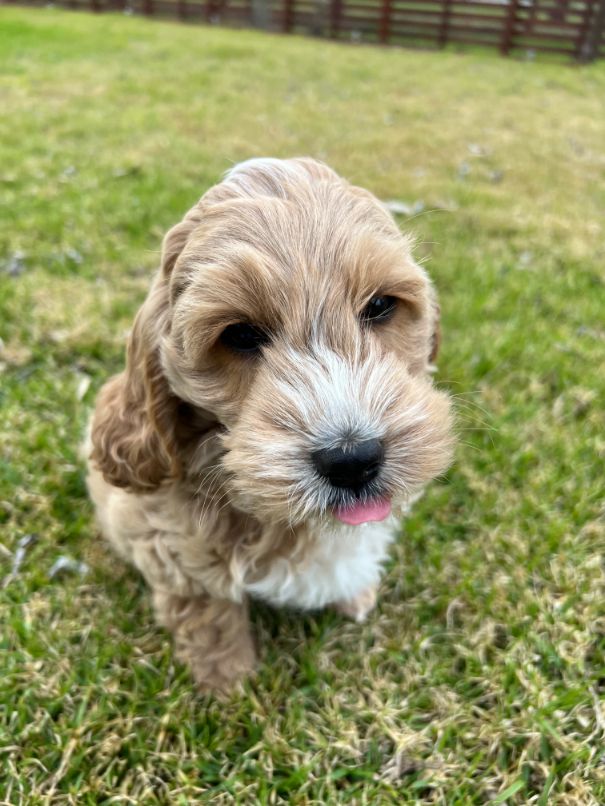F1b Miniature Spoodle Girl 1 | Ameys Puppies