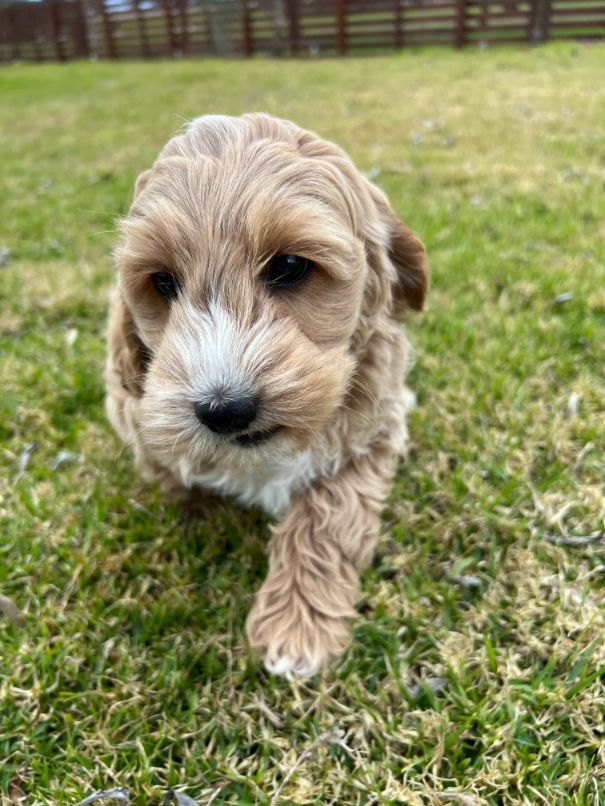 F1b Miniature Spoodle Girl 1 | Ameys Puppies