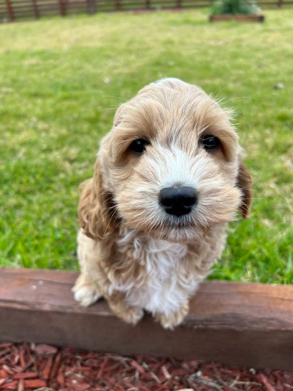 F1b Miniature Spoodle Girl 1 | Ameys Puppies