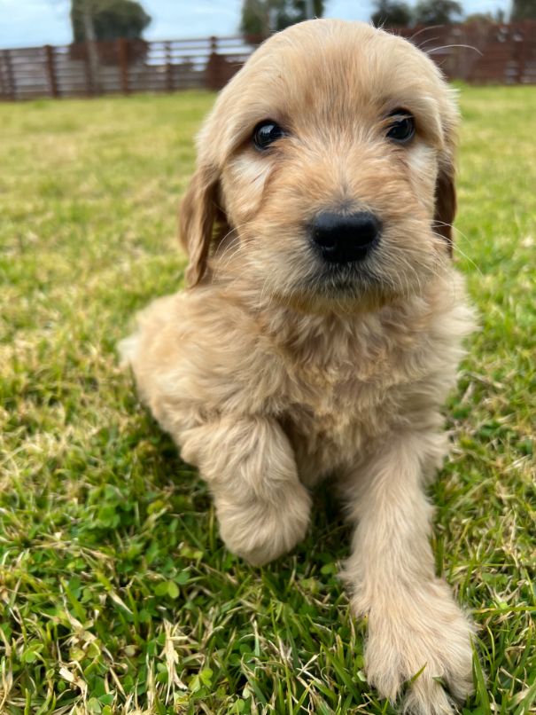 Medium Groodle Boy 5 | Domestic Animal | Ameys Puppies