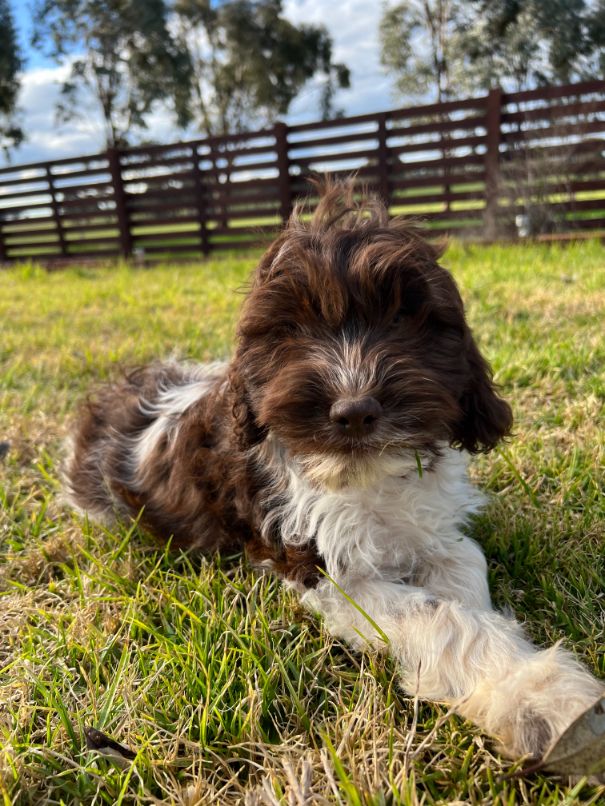 F1b Miniature Spoodle Girl 1 | Ameys Puppies