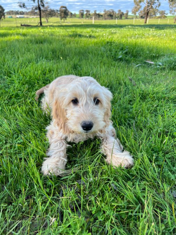 F1b Miniature Spoodle Girl 1 | Ameys Puppies